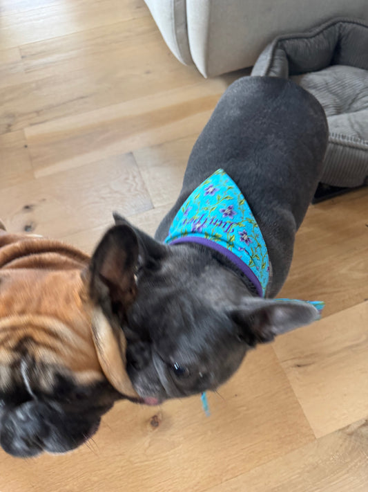 Medium Dog Bandana - Aqua Floral Print - Personalized & Embroidered